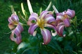 Graceful hemerocallis against the background of plants in approach. Royalty Free Stock Photo