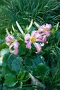 Graceful hemerocallis. Vertical arrangement. Royalty Free Stock Photo