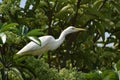 Graceful Heron: Serenity and Beauty in Nature Royalty Free Stock Photo