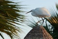 Graceful Heron on the Straw Roof Royalty Free Stock Photo