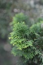 Graceful Hinoki cypress Royalty Free Stock Photo