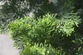 Graceful Hinoki cypress Royalty Free Stock Photo