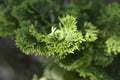 Graceful Hinoki cypress Royalty Free Stock Photo