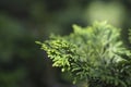 Graceful Hinoki cypress Royalty Free Stock Photo