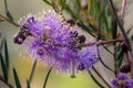 Graceful honey-myrtle `Melaleuca radula` of Western Australia Royalty Free Stock Photo