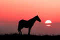 Graceful horse Royalty Free Stock Photo