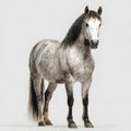 Graceful Horse with Detailed Mane Standing Elegantly Royalty Free Stock Photo