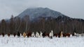 Graceful horse mountain in the background Royalty Free Stock Photo