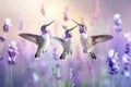 Graceful hummingbirds in vibrant flight, targeting and sipping nectar from colorful flowers Royalty Free Stock Photo