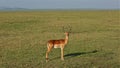 A graceful impala antelope stands on the green grass of the savanna Royalty Free Stock Photo