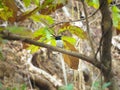 Graceful Indian Paradise Flycatcher on Tree Branch Royalty Free Stock Photo