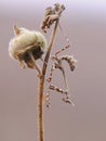 Graceful insect Empusa pennata on a dry sprig waiting for prey