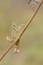 Graceful insect Empusa pennata on a dry sprig waiting for prey Royalty Free Stock Photo