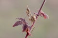 Graceful insect Empusa pennata on a dry sprig waiting for prey Royalty Free Stock Photo