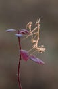 Graceful insect Empusa pennata on a dry sprig waiting for prey Royalty Free Stock Photo