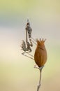 Graceful insect Empusa pennata on a dry sprig waiting for prey Royalty Free Stock Photo