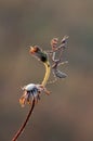 Graceful insect Empusa pennata on a dry sprig waiting for prey Royalty Free Stock Photo