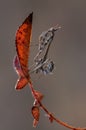 Graceful insect Empusa pennata on a dry twig waiting for prey in the meadow Royalty Free Stock Photo