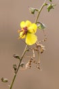 Graceful insect Empusa pennata on forest flower waiting for prey Royalty Free Stock Photo