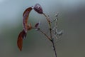 Graceful insect Empusa pennata Royalty Free Stock Photo