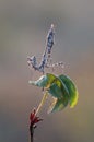 Graceful insect Empusa pennata Royalty Free Stock Photo