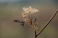 Graceful insect Empusa pennata sits on forest plant in the meadow Royalty Free Stock Photo