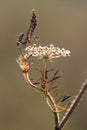 Graceful insect Empusa pennata sits on forest plant in the meadow Royalty Free Stock Photo