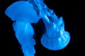 Graceful jellyfish with long tentacles on black background Royalty Free Stock Photo