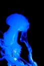 Graceful jellyfish with long tentacles on black background