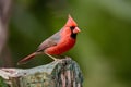 Graceful landing Northern Cardinal alights displaying striking red color