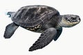 Graceful Leatherback Turtle Swimming in High Resolution. Perfect for Posters and Web. Royalty Free Stock Photo