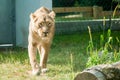 Lioness running on a grass, looking wild, at the zoological park