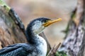 Little Pied Cormorant (Microcarbo melanoleucos) in Australia