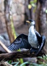 Little Pied Cormorant (Microcarbo melanoleucos) in Australia Royalty Free Stock Photo