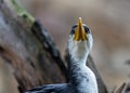 Little Pied Cormorant (Microcarbo melanoleucos) in Australia