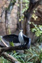 Little Pied Cormorant (Microcarbo melanoleucos) in Australia Royalty Free Stock Photo