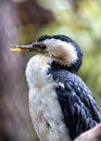 Little Pied Cormorant (Microcarbo melanoleucos) in Australia Royalty Free Stock Photo