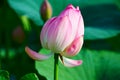 The graceful lotus buds