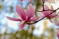 Graceful and Lovely Japanese Magnolia Flower