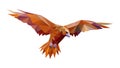 Graceful Low Poly Eagle with Extended Wings, Vector, vector design Generative AI Royalty Free Stock Photo