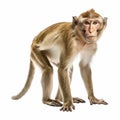 Graceful Macaque Serenely Standing Against Pristine White Background
