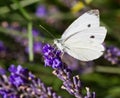 Graceful Macro: White Butterfly Pollinating Lavender Royalty Free Stock Photo