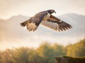 Graceful Majesty: Falcon Soaring Over Sunset Ocean