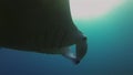 Graceful Manta Ray Close Up Swimming Overhead. Pelagic Filter Feeder Marine Life