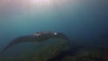 Graceful Manta Ray Close Up & Fins Rolled. Pelagic Marine Life in Sunlit Sea Surface