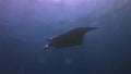 Graceful Manta Ray Swimming Overhead. Marine Life In Blue Water & Sunlit Sea Surface