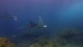 Graceful Manta Rays Group. Pair Of Peaceful Mantas Or Sea Rays In Blue Sunlit Sea