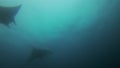 Graceful Manta Rays Silhouette. Pair Of Peaceful Big Mantas Formation.Blue Sunlit Sea