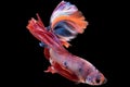 Graceful multicolor betta fish glides through the water with effortless elegance a symbol of poise and beauty