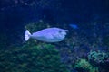 Graceful Naso annulatus (Whitemargin Unicornfish) Captured in Natural Aquatic Setting